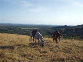 horses in Boquete, Panama – Best Places In The World To Retire – International Living
